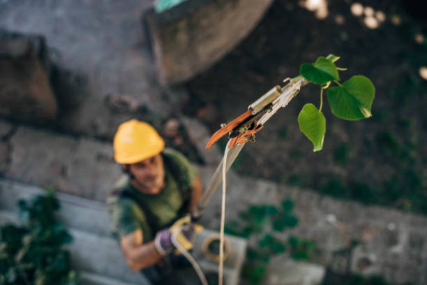 How Our Tree Care Process Works  in  Waterloo, NE